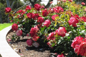 Rose Garden